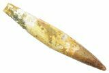 Fossil Juvenile Spinosaurus Tooth - Complete Root! #363514-1
